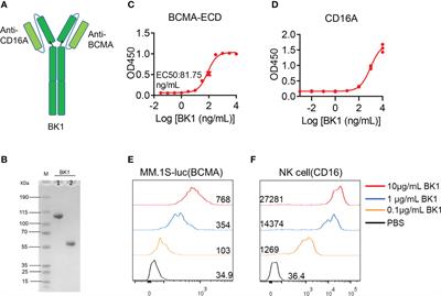 Bispecific NK-cell engager targeting BCMA elicits stronger antitumor effects and produces less proinflammatory cytokines than T-cell engager